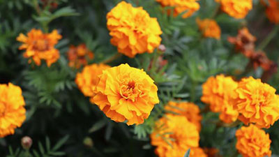 Marigold