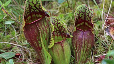 Pitcher-Plant