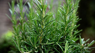 Rosemary