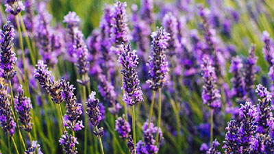 lavender