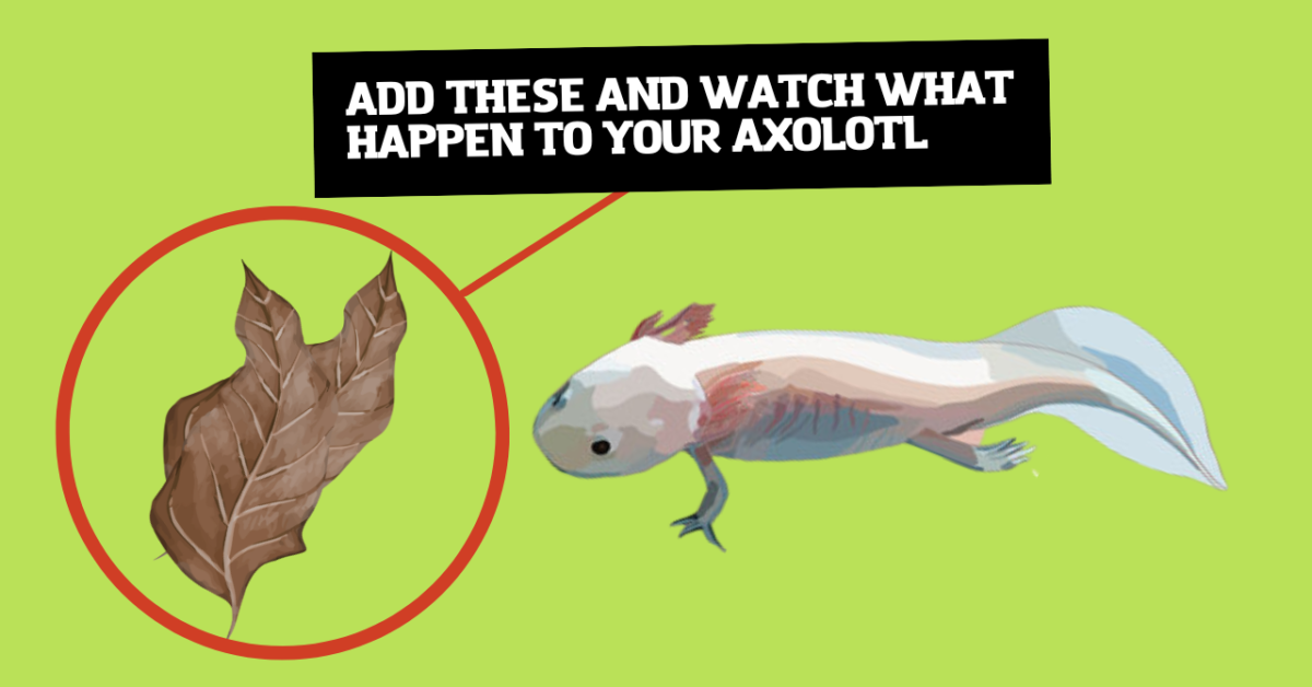 How to Take Care an Axolotl